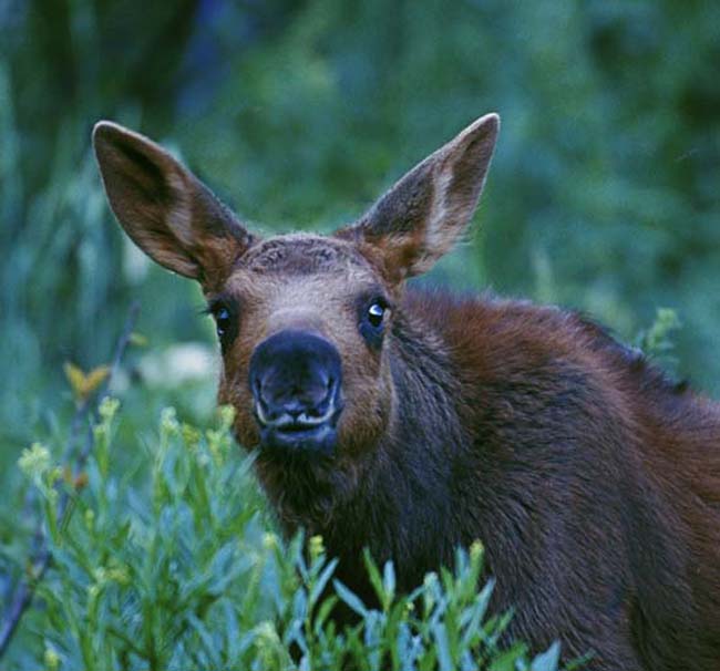 Baby Moose,GrandTetons